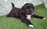 Velvet , a female Poodle - Miniature  and Miniature Australian Shepherd for sale in Ashland, OH – 5 of 8