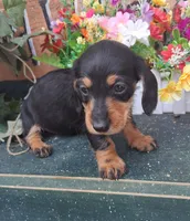 Sofia , a female Miniature Dachshund for sale in Ashland, OH – 4 of 7