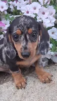 Specks, a male Miniature Dachshund for sale in Ashland, OH – 2 of 7