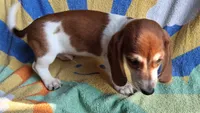 Cooper, a male Miniature Dachshund for sale in Ashland, OH – 5 of 7