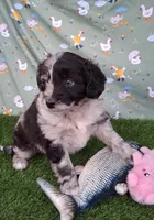 Bubbles, a female Poodle - Miniature  and Miniature Australian Shepherd for sale in Ashland, OH – 3 of 8