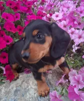 Oscar , a male Miniature Dachshund for sale in Ashland, OH – 3 of 8