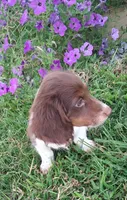 Rolo, a male Miniature Dachshund for sale in Ashland, OH – 5 of 8