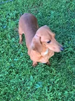 Cooper, a male Miniature Dachshund for sale in Ashland, OH – 7 of 7
