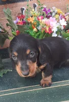 Gizmo, a male Miniature Dachshund for sale in Ashland, OH – 2 of 8