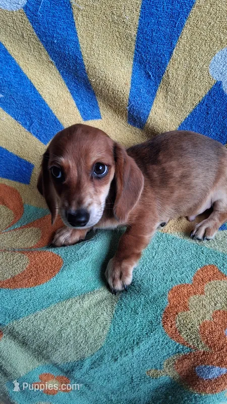 Ziggy – Miniature Dachshund puppy for sale in Ashland, OH