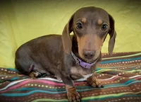 Dale, a male Miniature Dachshund for sale in Ashland, OH – 8 of 8