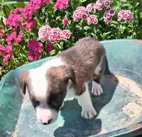 Snickers , a male Jack Russell Terrier and Miniature Dachshund for sale in Ashland, OH – 3 of 7