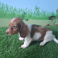 Milo, a male Miniature Dachshund for sale in Ashland, OH – 5 of 9