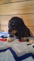 Dale, a male Miniature Dachshund for sale in Ashland, OH – 5 of 8
