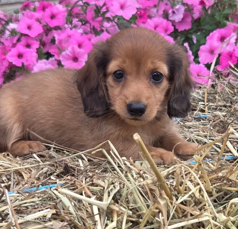 Waffles – Miniature Dachshund puppy for sale in Ashland, OH