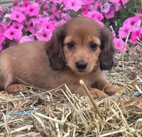 Waffles, a male Miniature Dachshund for sale in Ashland, OH – 1 of 5