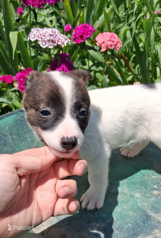 Noodles – Jack Russell Terrier, Miniature Dachshund puppy for sale in Ashland, OH