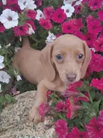 Lavander Rose, a female Miniature Dachshund for sale in Ashland, OH – 4 of 7