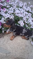 Specks, a male Miniature Dachshund for sale in Ashland, OH – 5 of 7