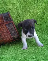 Zoe, a female Jack Russell Terrier and Miniature Dachshund for sale in Ashland, OH – 2 of 7