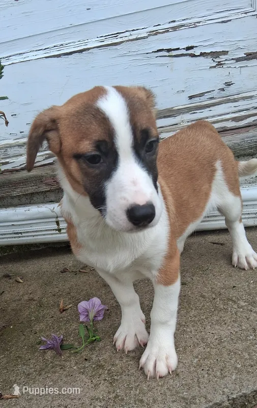 Daisy – Jack Russell Terrier, Cardigan Welsh Corgi puppy for sale in Ashland, OH