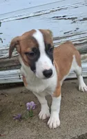 Daisy, a female Jack Russell Terrier and Cardigan Welsh Corgi for sale in Ashland, OH – 1 of 6