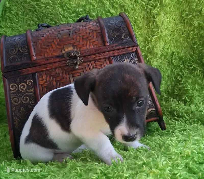 Zoe – Jack Russell Terrier, Miniature Dachshund puppy for sale in Ashland, OH