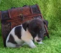 Zoe, a female Jack Russell Terrier and Miniature Dachshund for sale in Ashland, OH – 1 of 7