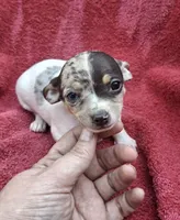 Specs, a male Chihuahua and Toy Fox Terrier for sale in Ashland, OH – 5 of 6