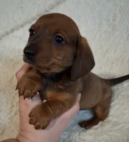 Beans, a male Miniature Dachshund for sale in Ashland, OH – Photo 3 of 7