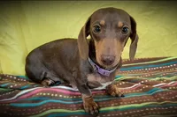 Beans, a male Miniature Dachshund for sale in Ashland, OH – Photo 7 of 7