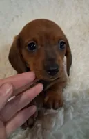 Beans, a male Miniature Dachshund for sale in Ashland, OH – Photo 4 of 7