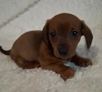 Beans, a male Miniature Dachshund for sale in Ashland, OH – Photo 1 of 7