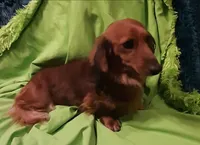 Beans, a male Miniature Dachshund for sale in Ashland, OH – Photo 6 of 7