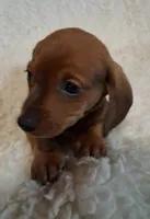 Beans, a male Miniature Dachshund for sale in Ashland, OH – Photo 2 of 7