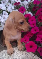  Dinky Slinky, a male Miniature Dachshund for sale in Ashland, OH – 4 of 7
