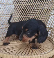 Gizmo, a male Miniature Dachshund for sale in Ashland, OH – 4 of 8