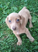 Lavander Rose, a female Miniature Dachshund for sale in Ashland, OH – 3 of 7