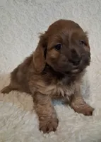 Teddy, a male Shih Tzu and Miniature Dachshund for sale in Ashland, OH – Photo 1 of 5