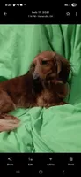 Teddy, a male Shih Tzu and Miniature Dachshund for sale in Ashland, OH – Photo 5 of 5