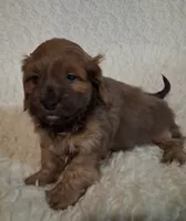 Teddy, a male Shih Tzu and Miniature Dachshund for sale in Ashland, OH – Photo 2 of 5