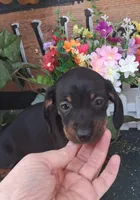 Rose, a female Miniature Dachshund for sale in Ashland, OH – 2 of 7