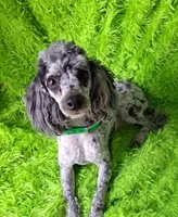 Pongo, a male Poodle - Miniature  and Miniature Australian Shepherd for sale in Ashland, OH – 8 of 8