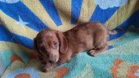 Dasher, a male Miniature Dachshund for sale in Ashland, OH – 5 of 7