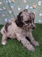 Pongo, a male Poodle - Miniature  and Miniature Australian Shepherd for sale in Ashland, OH – 3 of 8