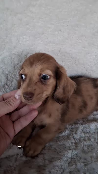 Bubbles, a female Miniature Dachshund for sale in Ashland, OH – 4 of 8