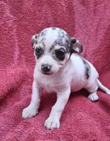 Cosmo, a male Chihuahua and Toy Fox Terrier for sale in Ashland, OH – 5 of 6