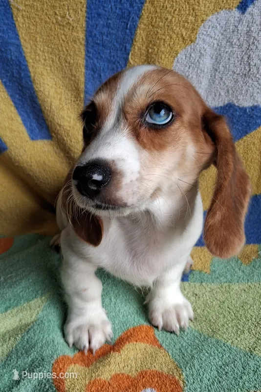 Winston  – Miniature Dachshund puppy for sale in Ashland, OH
