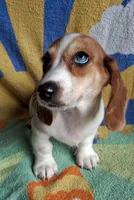 Winston , a male Miniature Dachshund for sale in Ashland, OH – 1 of 7