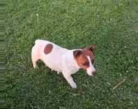 Darla, a female Jack Russell Terrier and Miniature Dachshund for sale in Ashland, OH – 8 of 9