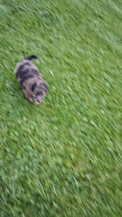 Bear, a male Poodle - Miniature  and Miniature Australian Shepherd for sale in Ashland, OH – 7 of 8