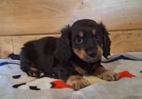 Chip, a male Miniature Dachshund for sale in Ashland, OH – 2 of 8