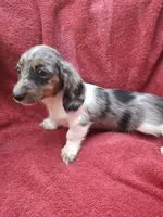 Violet Star AKC, a female Miniature Dachshund for sale in Ashland, OH – 3 of 8