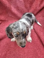 Violet Star AKC, a female Miniature Dachshund for sale in Ashland, OH – 5 of 8
